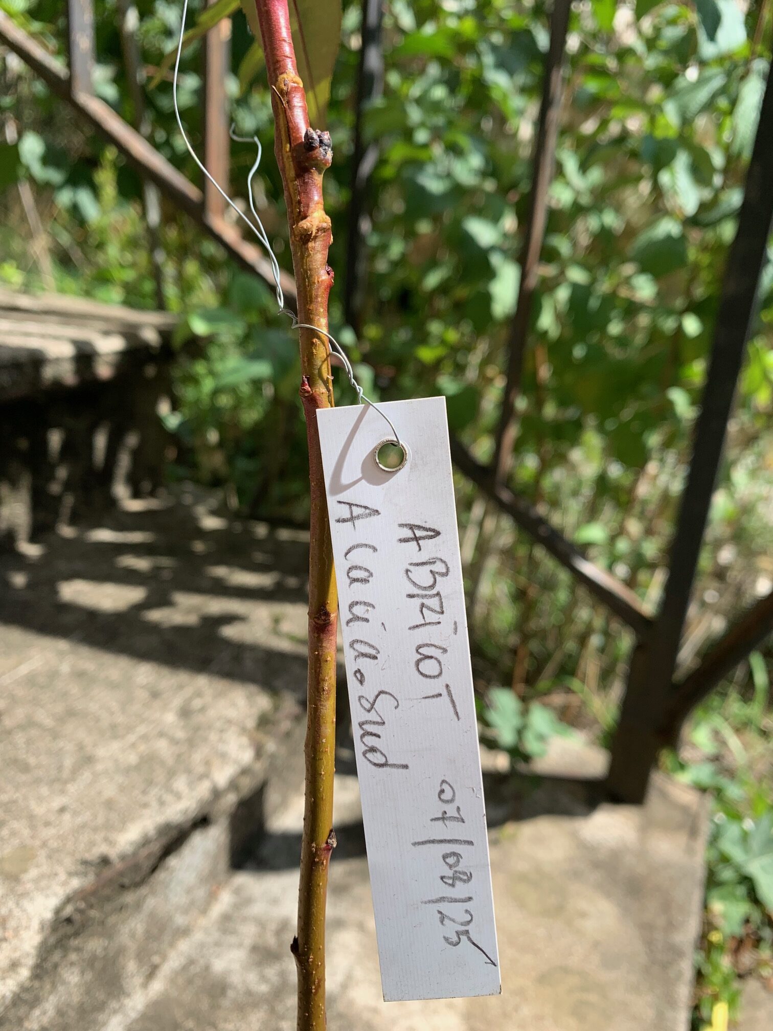 Greffe chip abricot sud rubira