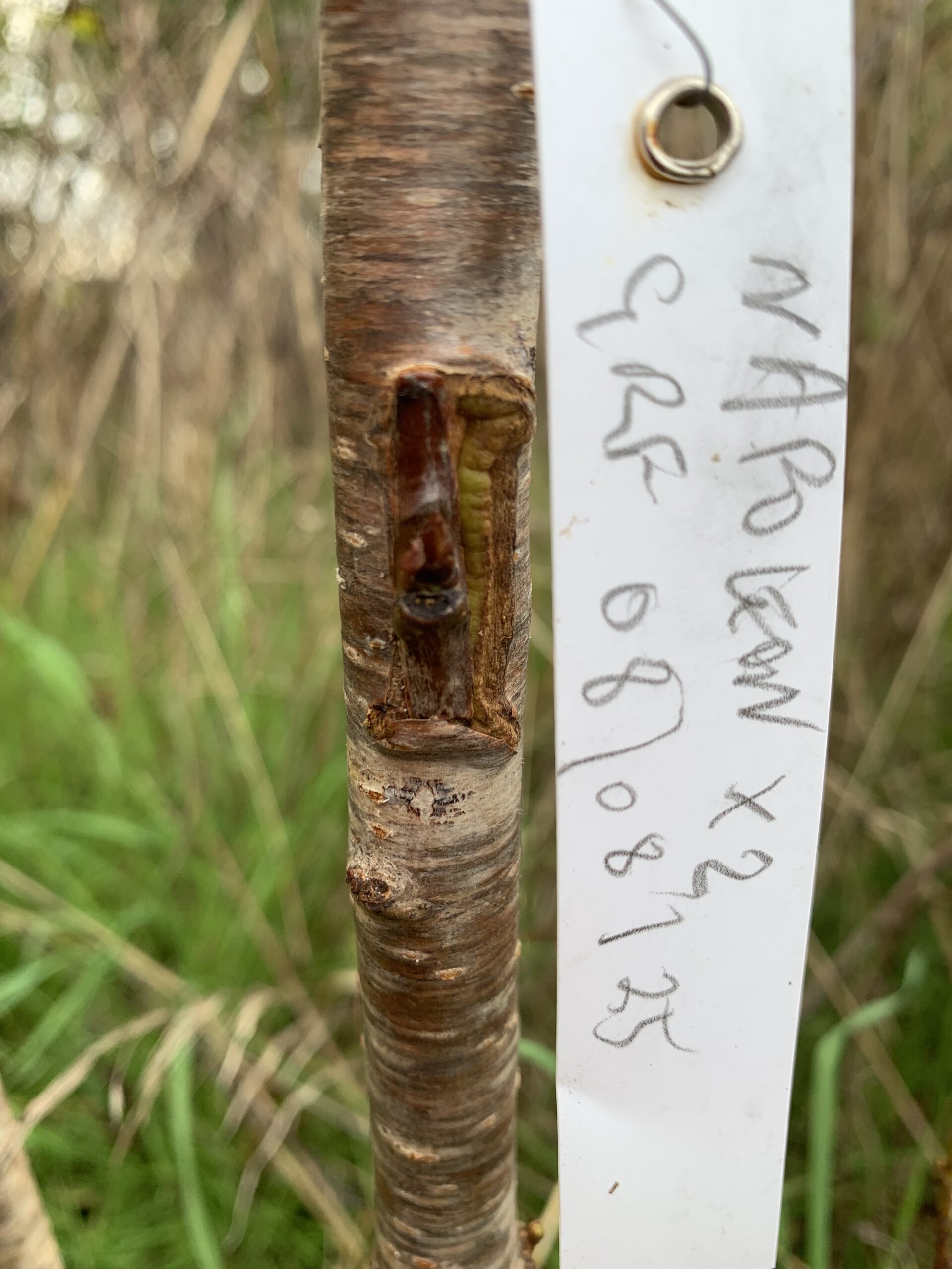 greffe chip napolean sur merisier