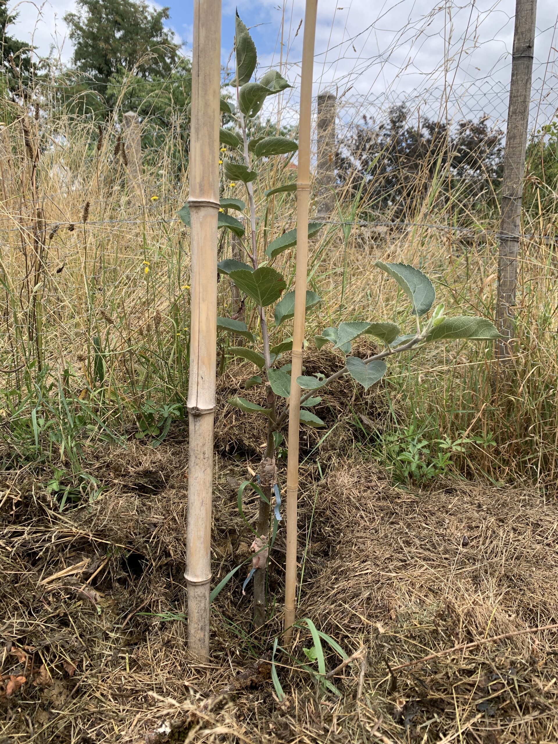 greffe pommier rambour