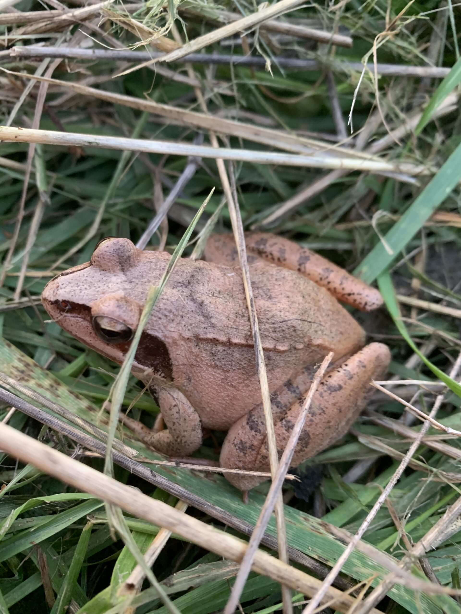 grenouille dans l'herbe
