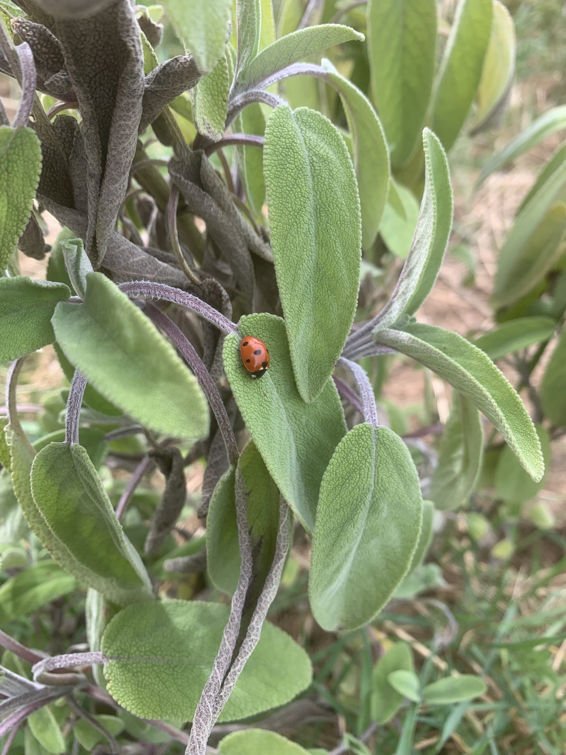 coccinenelle sur de la sauge