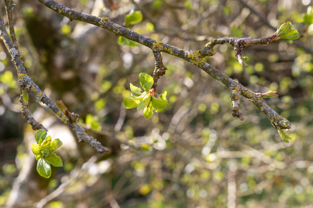 Atelier Démonstration de greffe