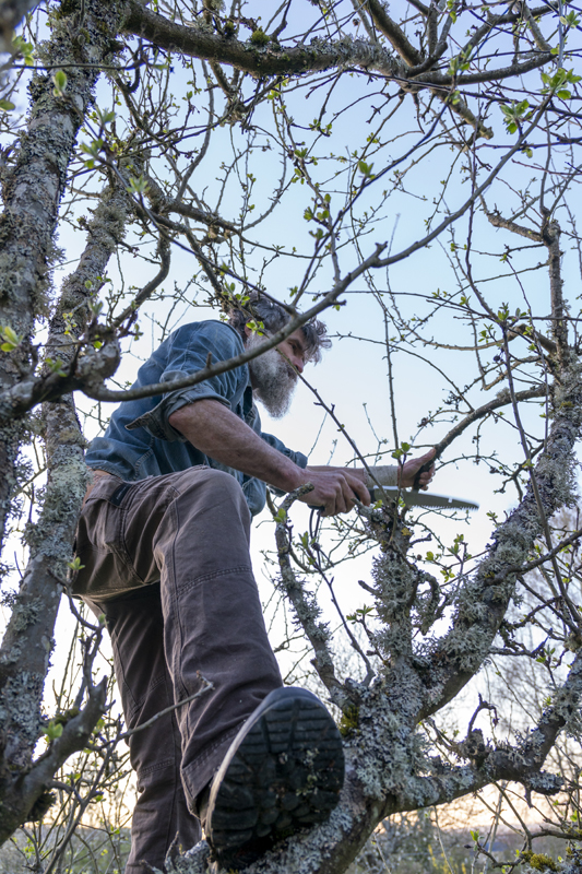 yann labuche arboriculteur pépiniériste de fruitiers en Bourgogne dans un pommier en train de tailler les branches